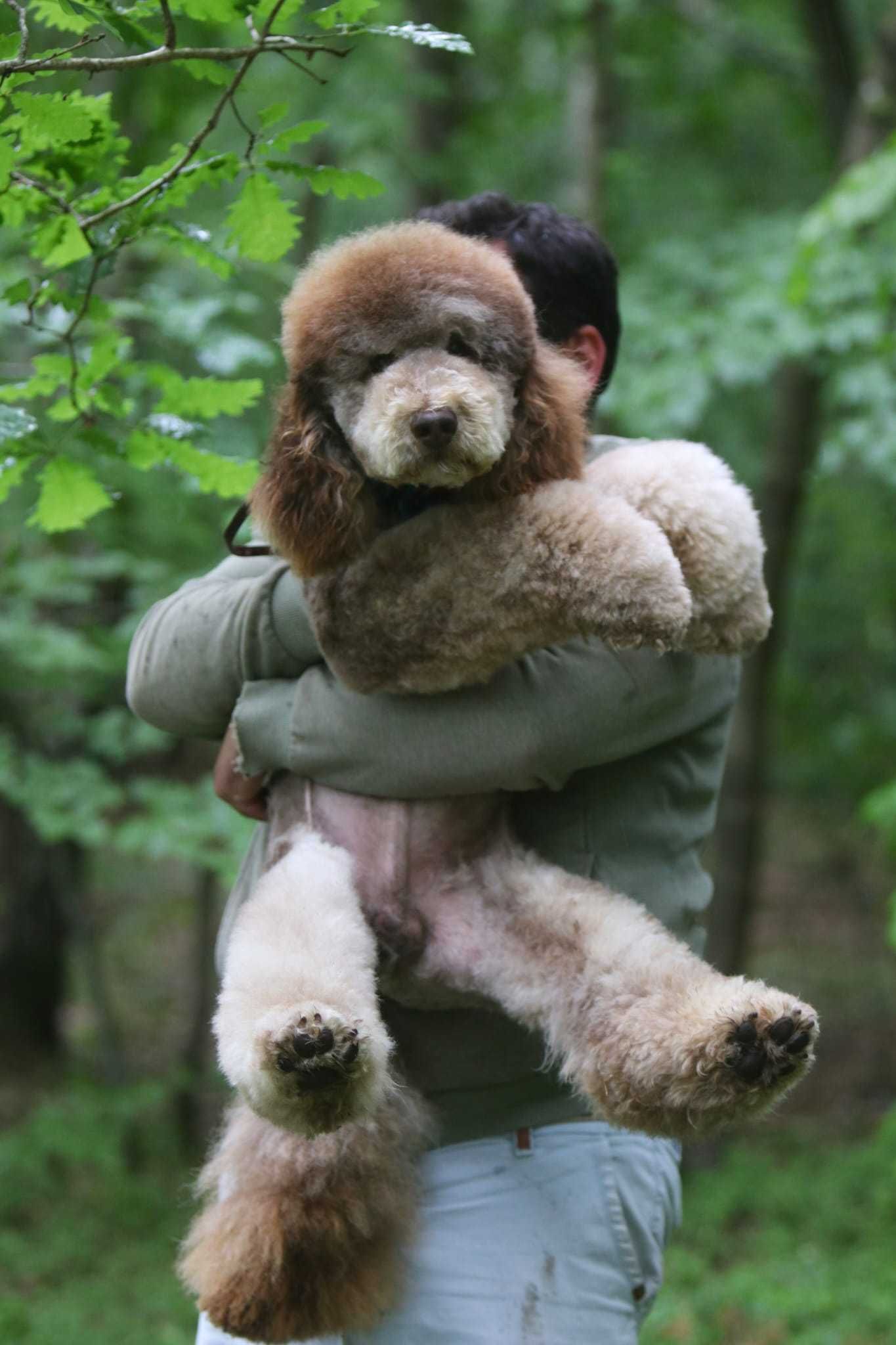 PUDEL królewski duży poodle pies/samiec Choco Tan RALPHI Poodle