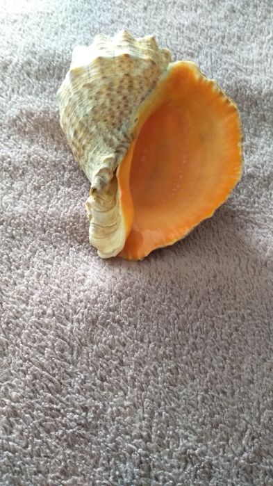 Продам морську ракушку