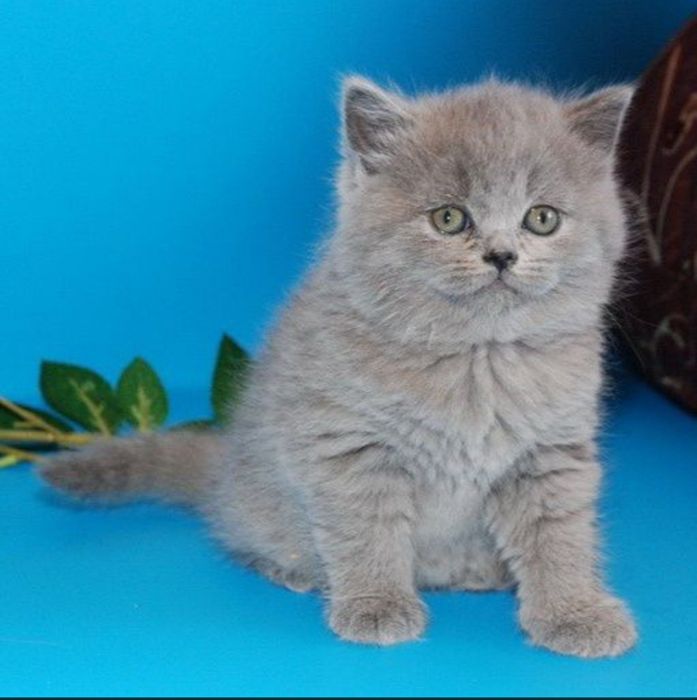 Британские котята