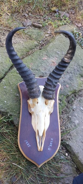 Antylopa Springbock rogi Afryka trofeum poroże