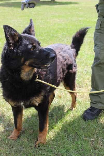 583681 Randi do adopcji.