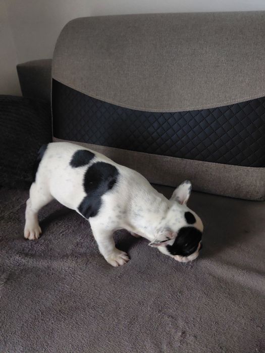Buldog francuski - suczka