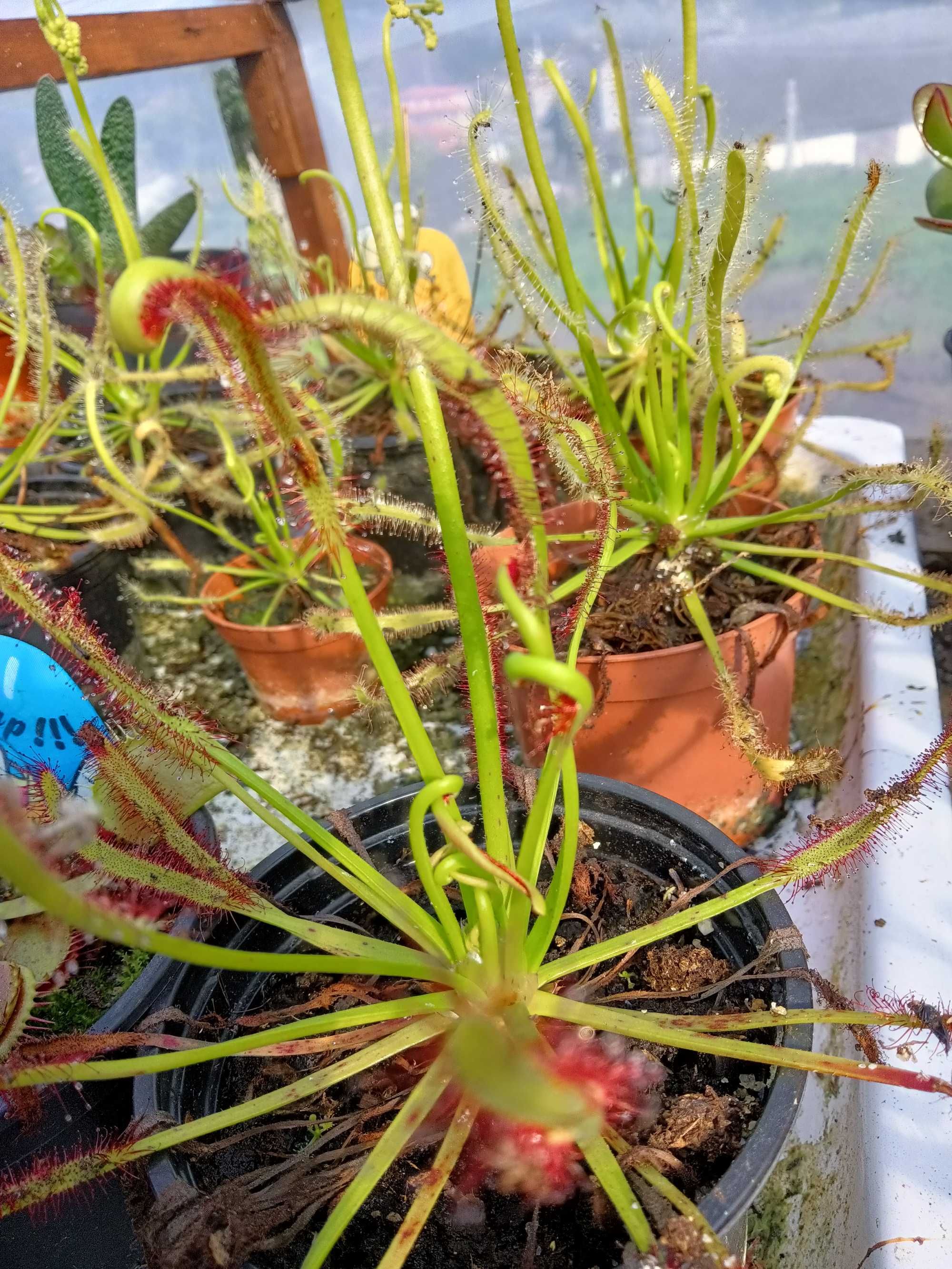 Plantas carnívoras Drosera