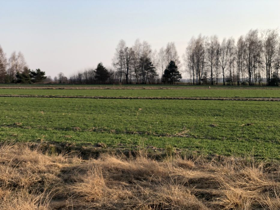 Dzialka budowlana na poczatku wioski.