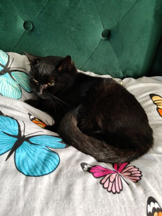 Oddam małego  kotka