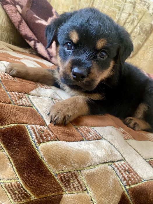 Чистокровные щенки ротвейлера мальчики и девочки