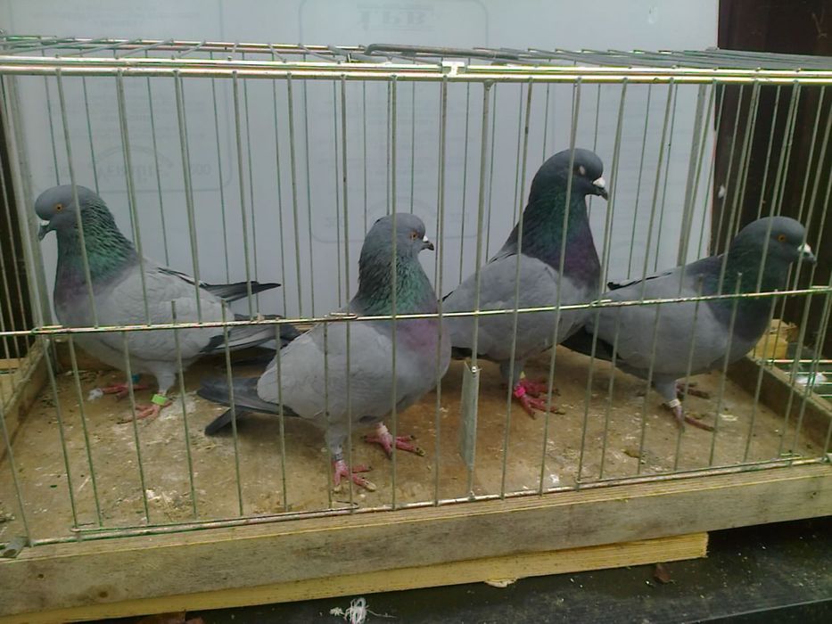 Gołębie Polne Beneszowskie