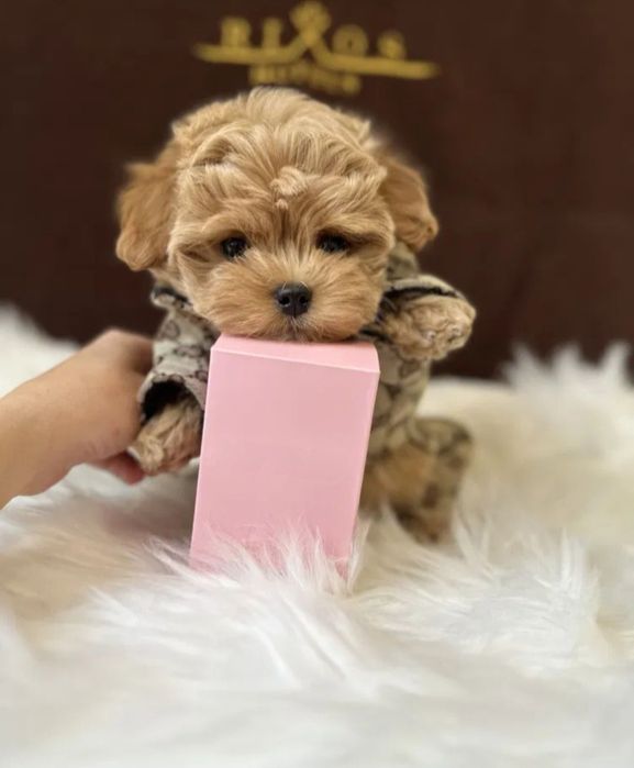 Chłopczyk Maltipoo F1 Unikacik