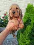 Szczeniaki Cocker spaniel