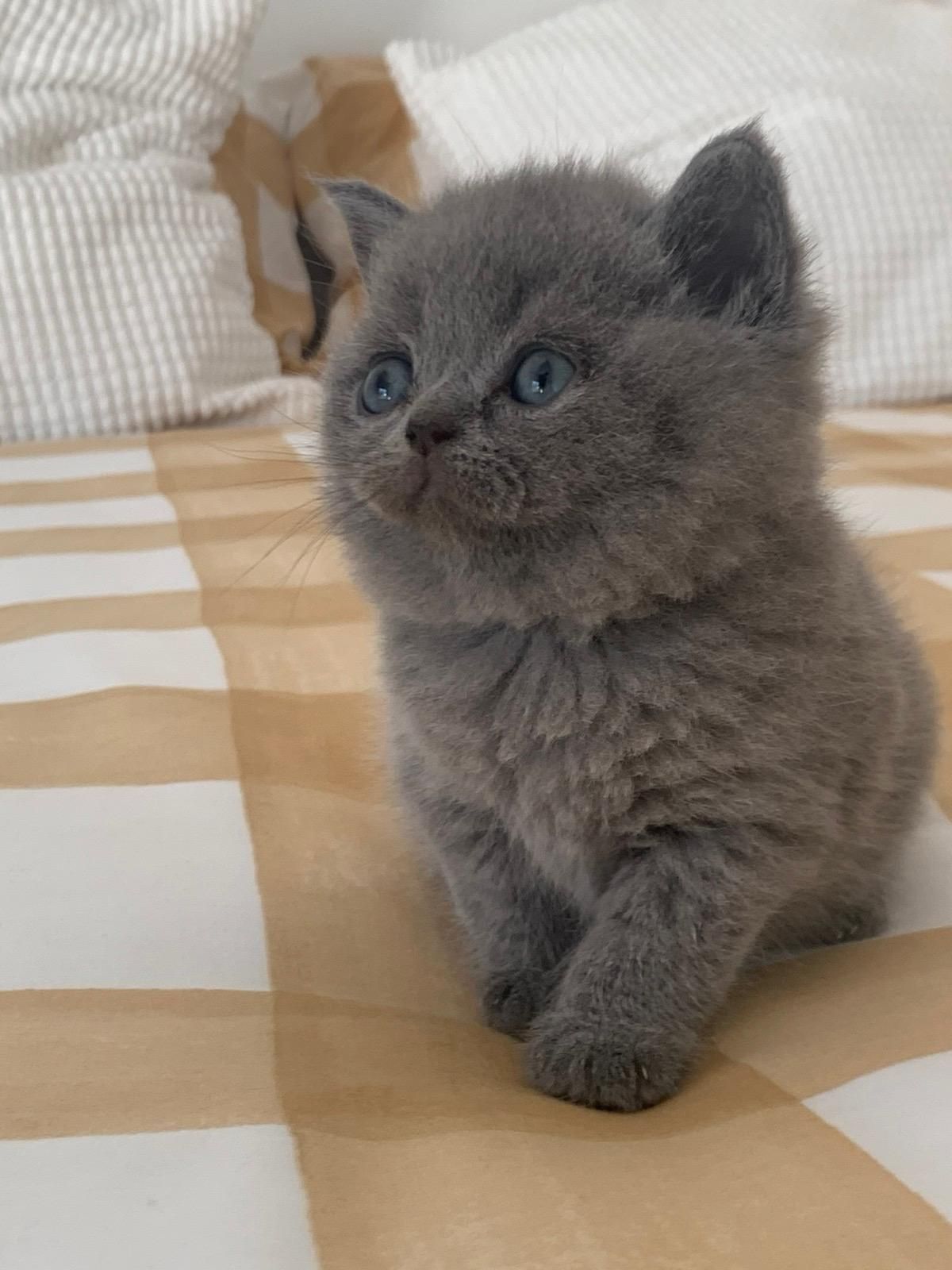 Gatinha British Shorthair Azul