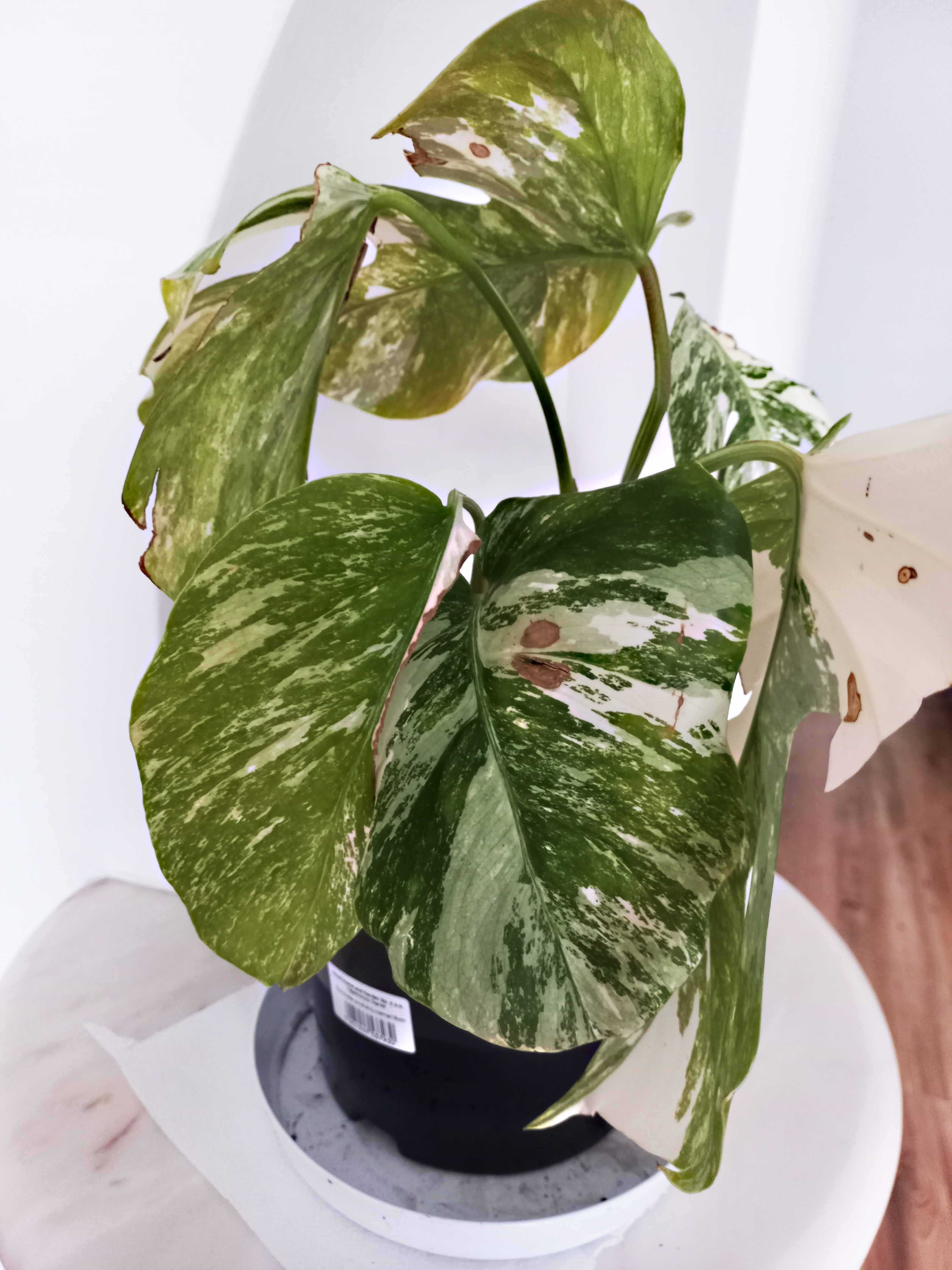 Monstera variegata – 6 sadzonek z dużymi korzeniami w jednej doniczce