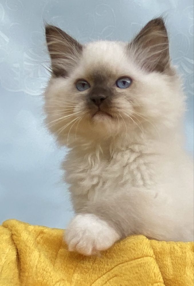 Kocurek Nemo kot Ragdoll kotek FPL