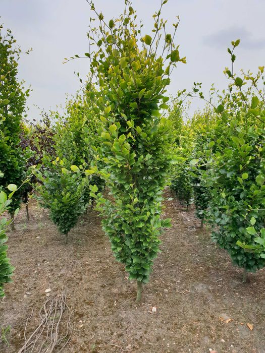 Żywopłot. Buk kolumnowy Dawyck Gold, żółtolistny. 220 /240 cm