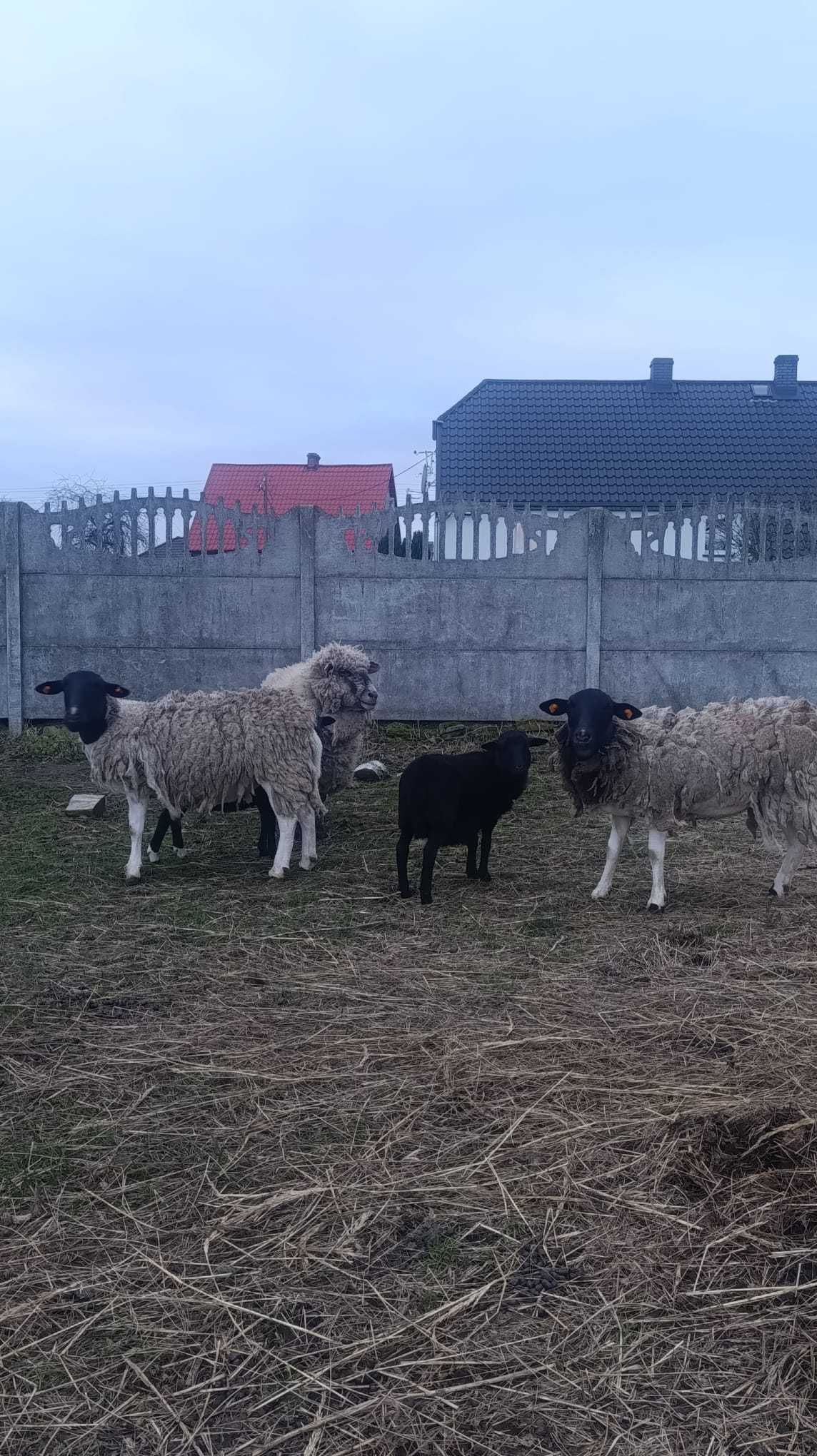 Owce Dorper  2 matki + 2 młode