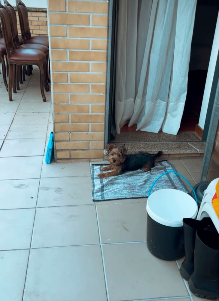 Yorkshire terrier femea