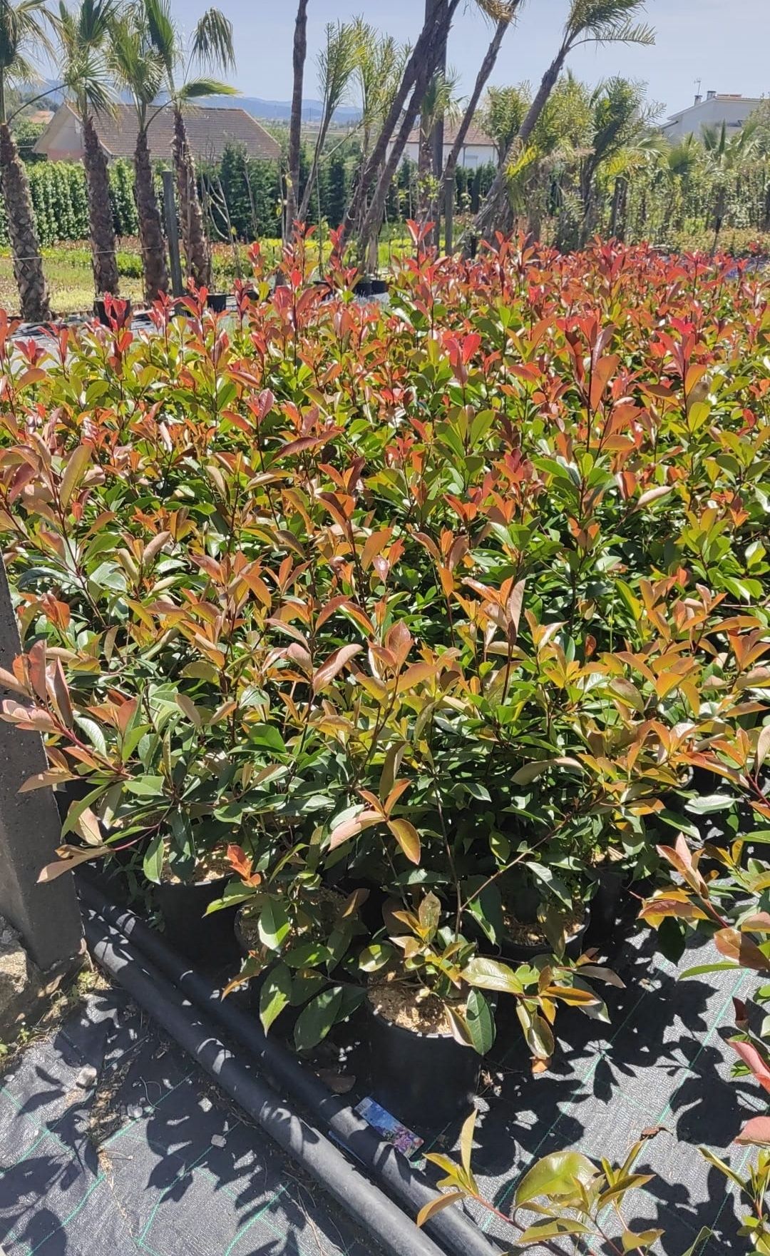 Photinia Red Robin - Carre Rouge - 50CM/100CM/150CM/200CM Alt.