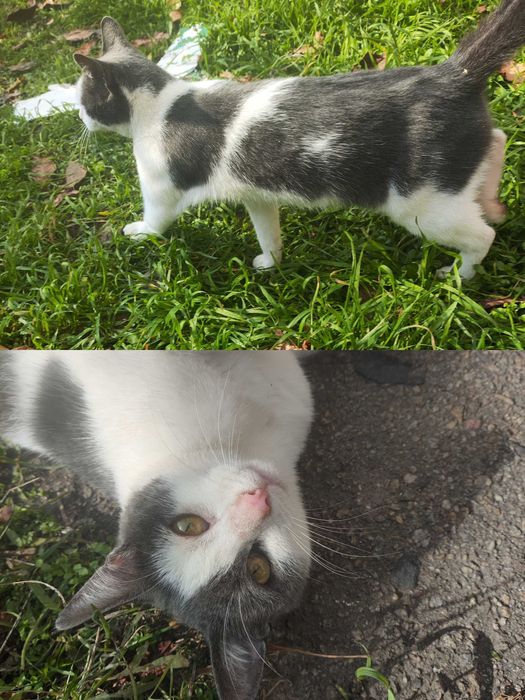 Кошенята/котята безкоштовно