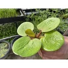 Limnobium gąbczaste