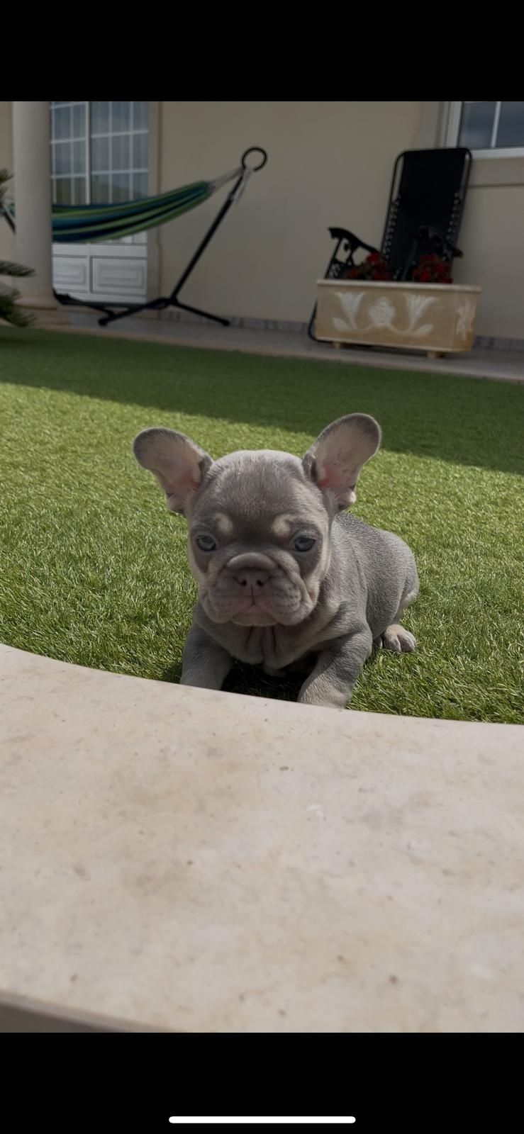 Bulldog francês  macho