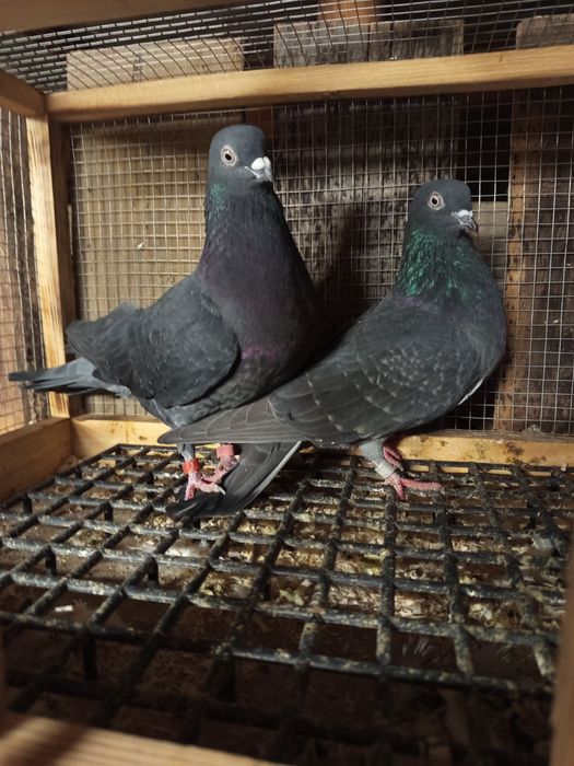 Tiplery zagłębiowskie