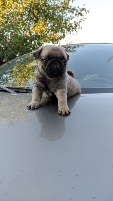 Щенок мопс 2 месяца