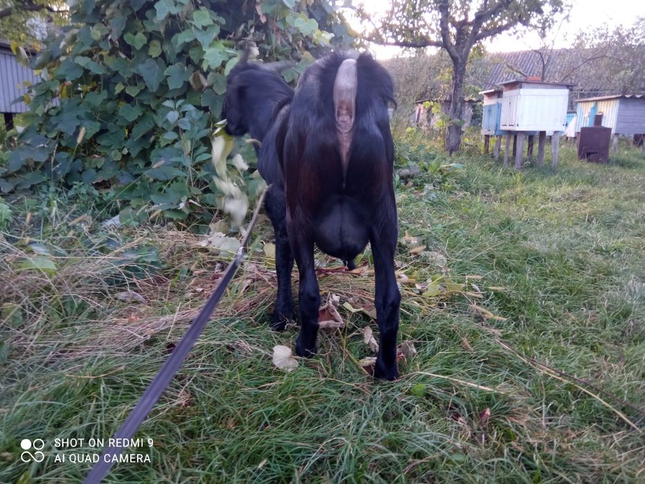 Нубійський козлик