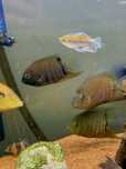 Heros severum Casal