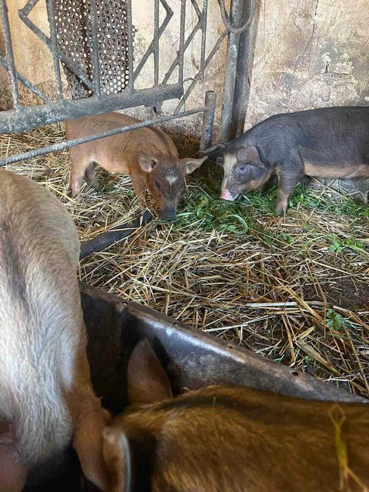 Продам поросята породи мангал дюрок