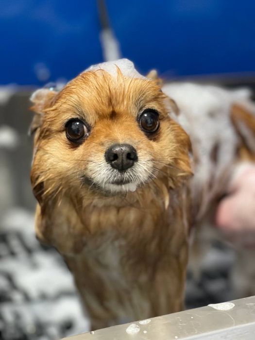 Грумінг салон «KUDLATI»