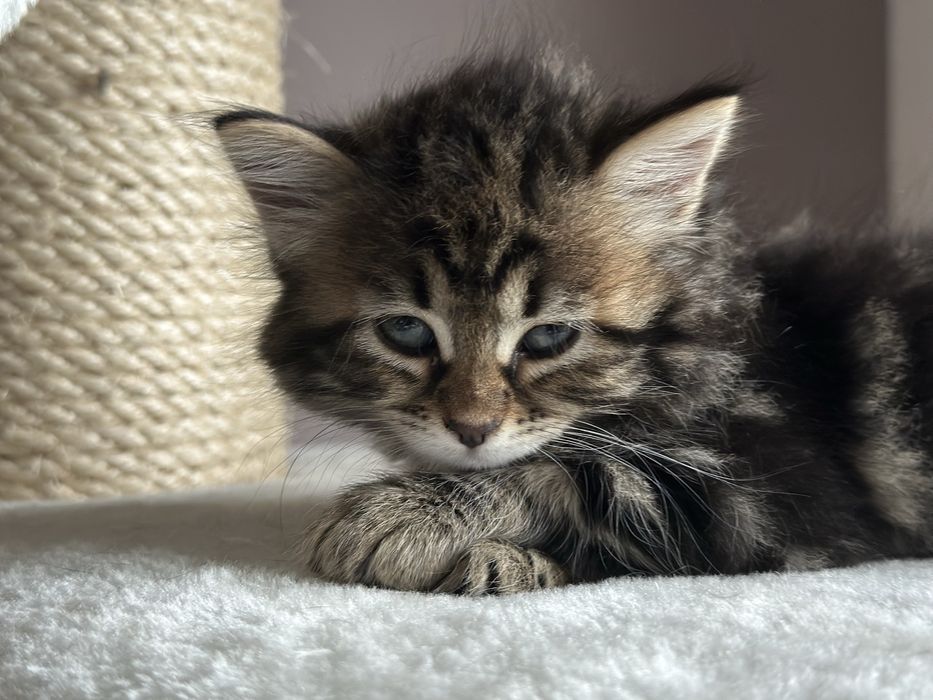 Piękna Kotka Syberyjska AIKO SeverynKa*PL