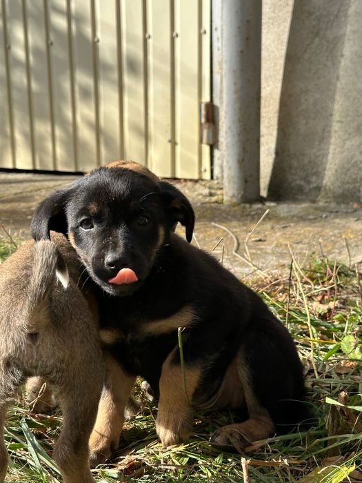 Песики шукають сімʼю БЕЗКОШТОВНО