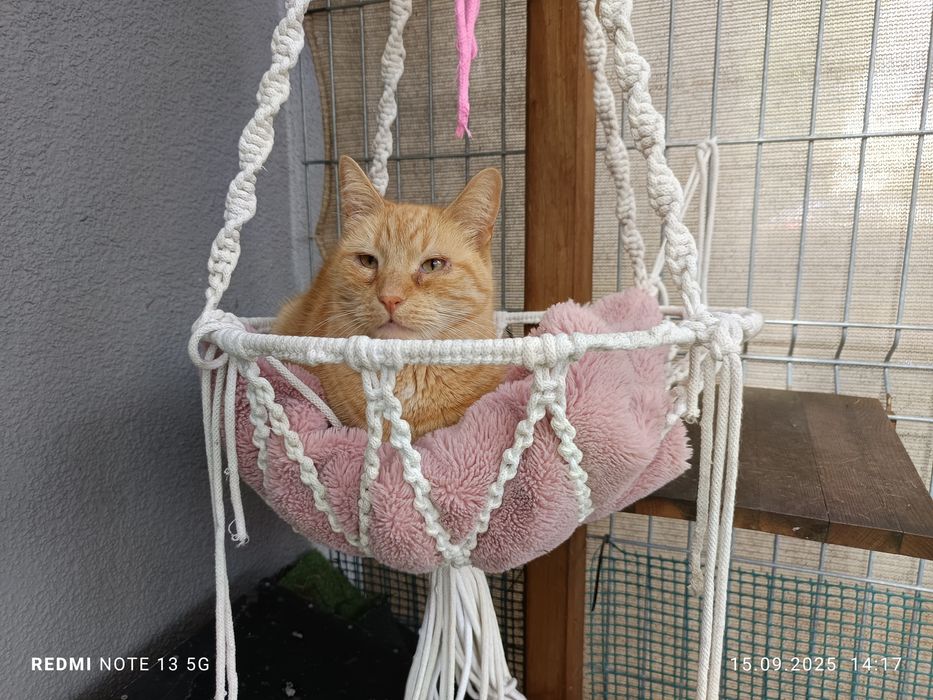 Filemon - piękny rudzielec do adopcji
