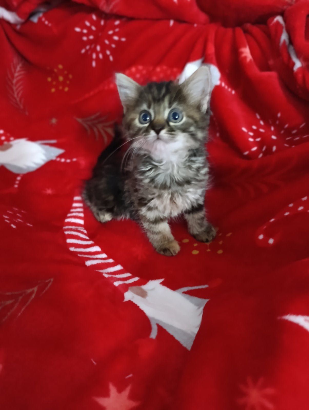 котенок котята бесплатно