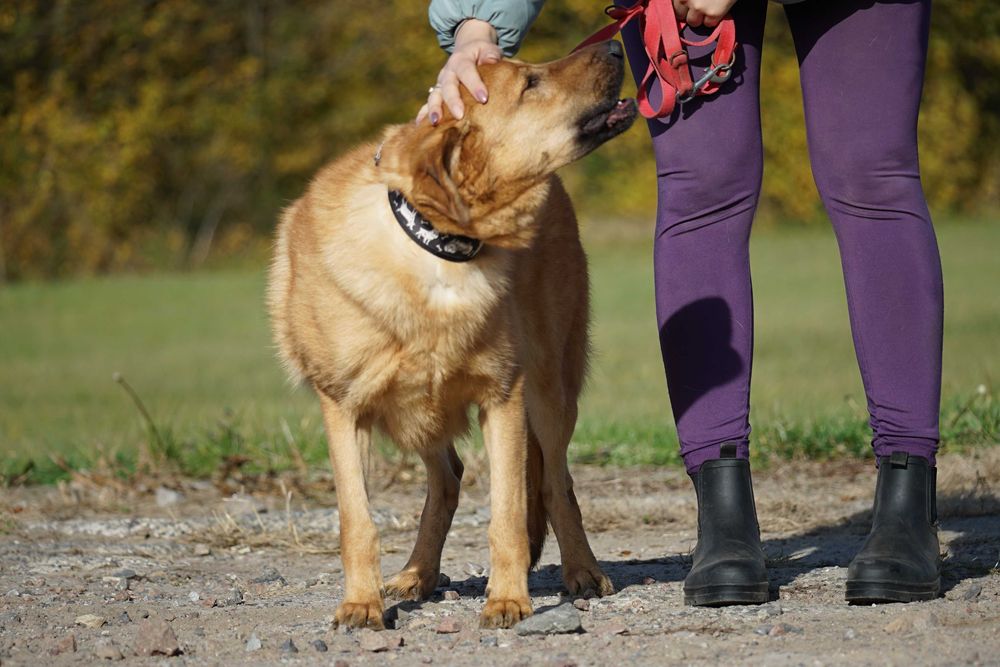 Sajon - piękny, duży pies - pomagamy w transporcie
