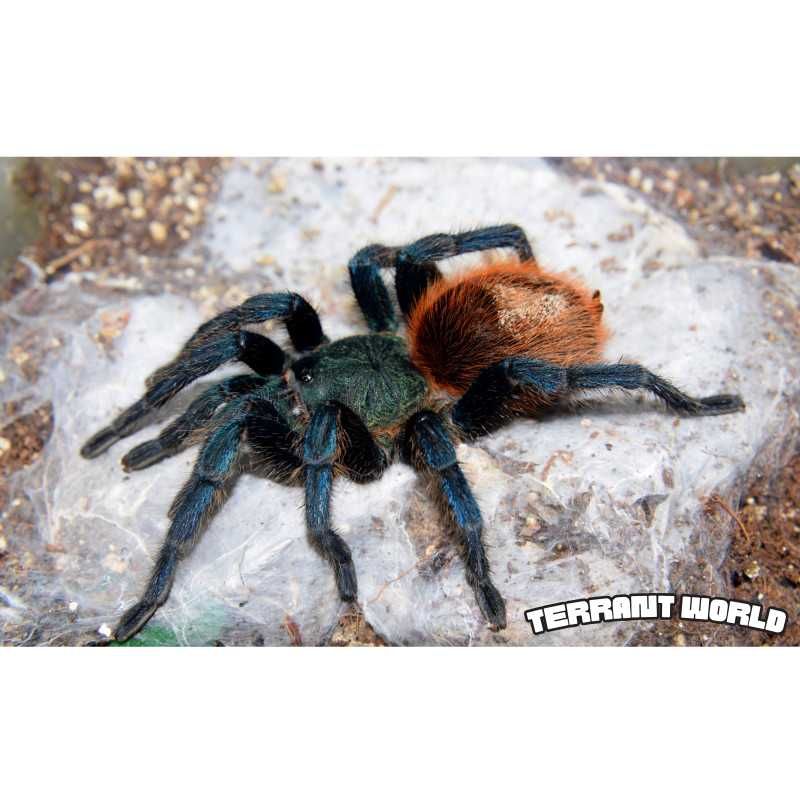 Chromatopelma Cyaneopubescens L1