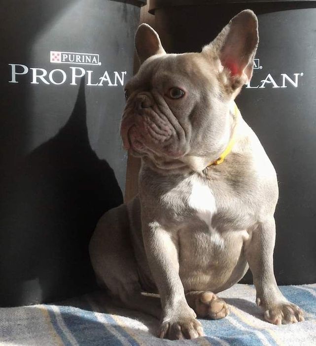 Вязка французкий бульдог