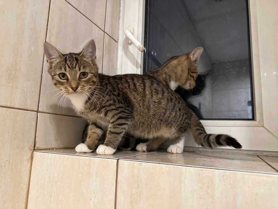 Tolek do adopcji