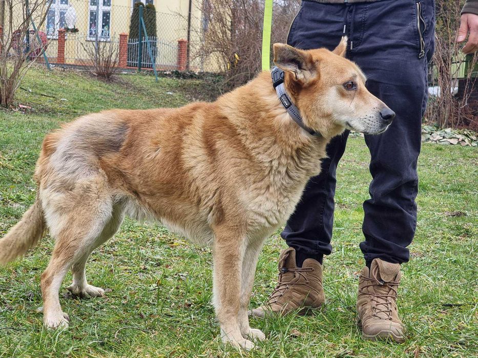 Walenty - duży, grzeczny piesek do adopcji