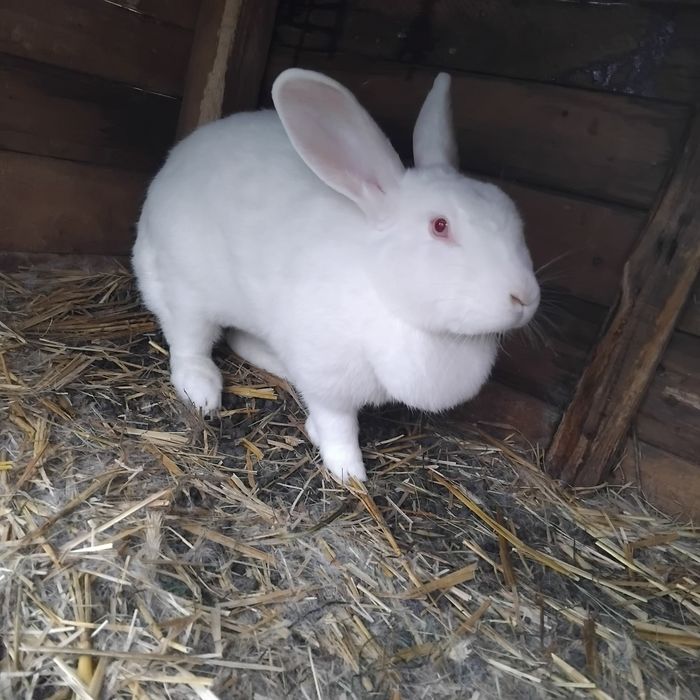 Sprzedam samice dwuroczną