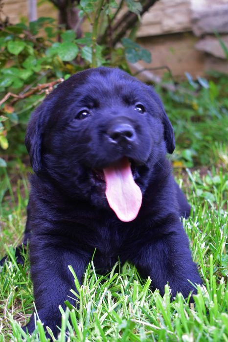 Labrador Szczeniak Rodowód Cert. Badań Genetycznych