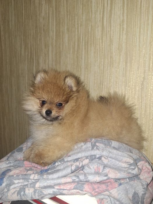 Чудесный мальчишка