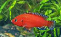 Czerwieniaki hemichromis exsul