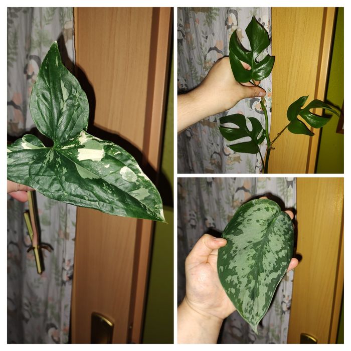 Zestaw roślin Syngonium Scindapsus Rhaphidophora Monstera r