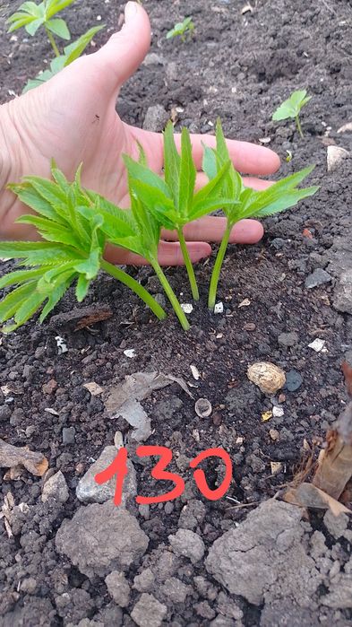 Морозник багаторічник