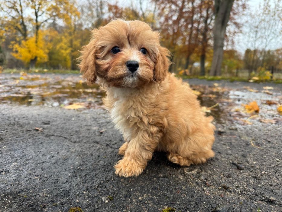 cavapoo szczeniak piesek