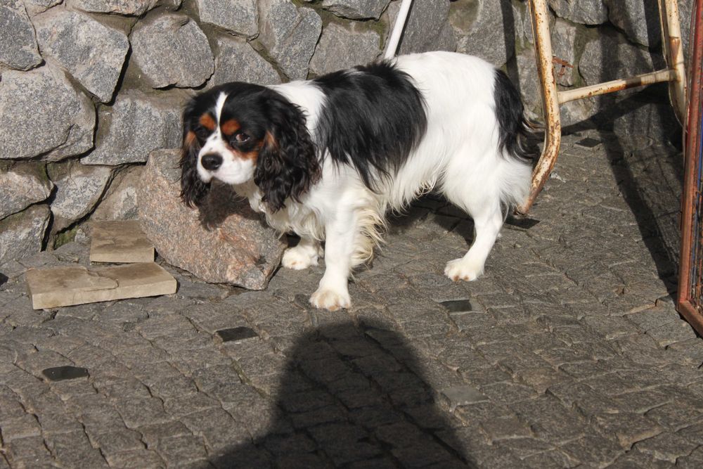 Хлопчик Кавалер Кінг Чарльз Спаніель триколор