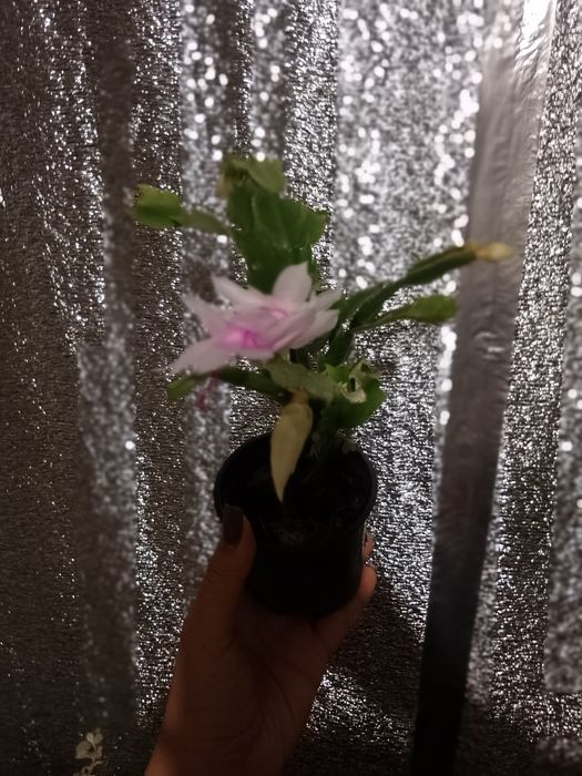 Продам рождественник