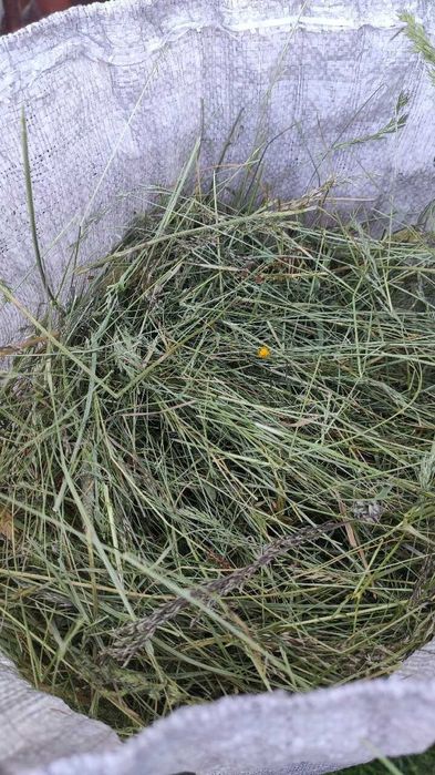 Siano dla gryzoni królików 5kg świeże pierwszy pokos 2025 wysyłka #25