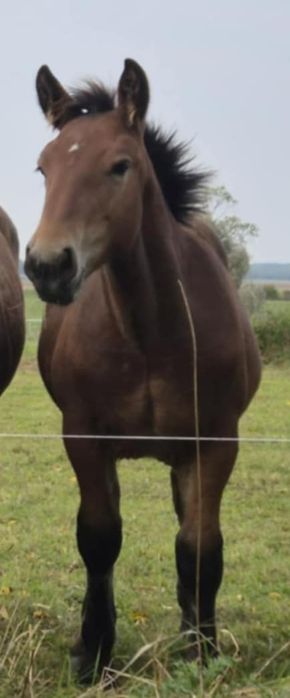 Sprzedam ogierka zimnokrwistego