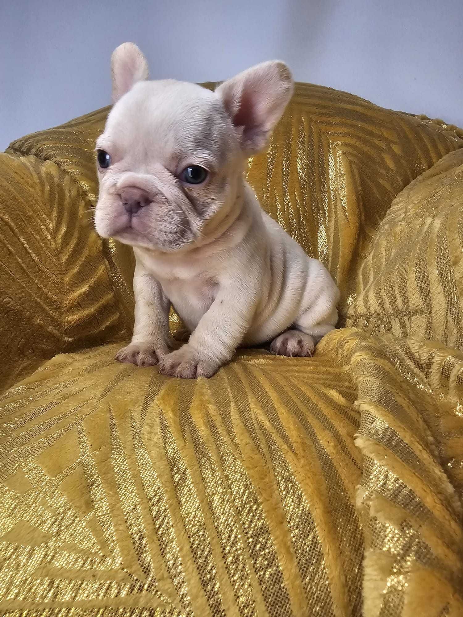 Bulldog francês platinum